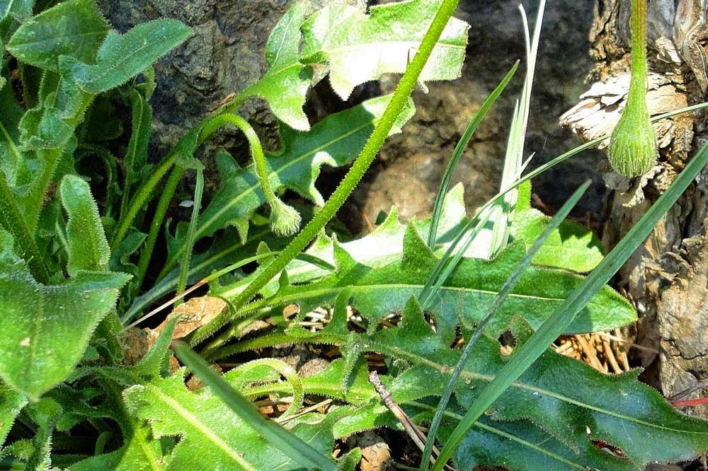 Dalmatinska mišancija - koje biljke brati i kako pripremati? Lavlji zub
